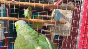 Попугай Амазон Краснолобый Рикко гуляет с кошкой и собакой