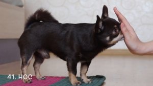 Чихуахуа выполняет команды. Часть 2