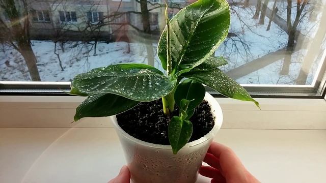 Как вырастить Карликовый Банан дома (часть 3) смотреть онлайн