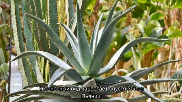 Агава — что это за домашнее растение смотреть онлайн