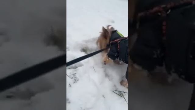 Вижу первый снег, радуюсь и пробую, мокрый, холодный!