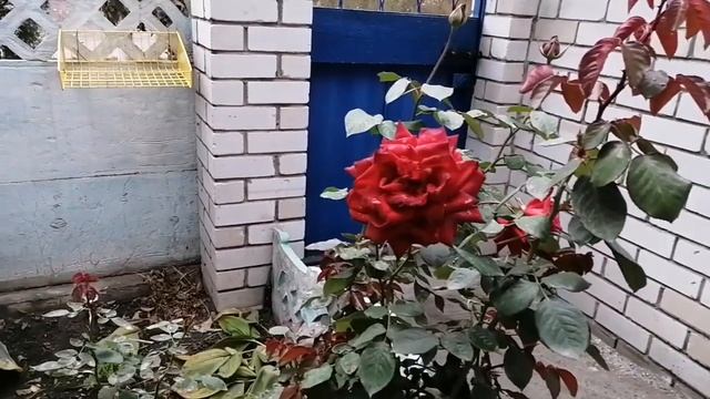 Как я замораживаю овощи на зиму!Идея для заморозки овощей! смотреть онлайн