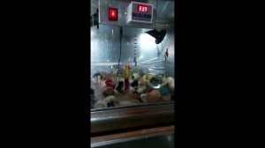Брудер для обогрева  цыплят  большой с терморегулятором и выключателем (70-80 голов).