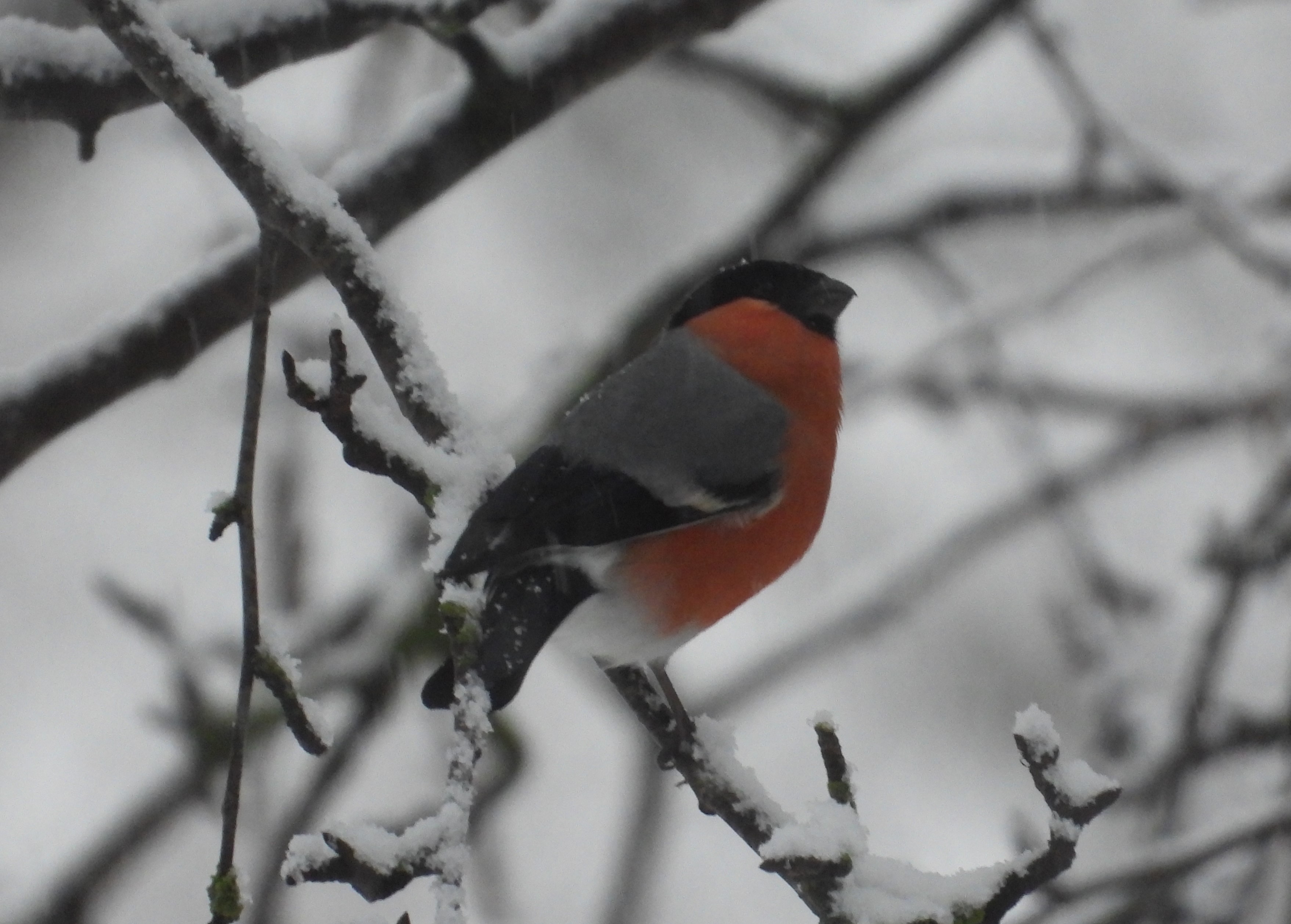 Бёрдвотчинг, наблюдение птиц в Великом Новгороде, 23 декабря 2023, Снегирь
