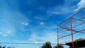 Бакинские мраморные бойные голуби Валерия Стрекалова. г. Тамбов. Bakı göyərçinlər