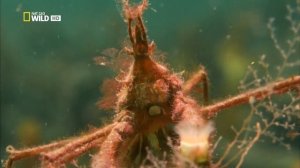 Удивительные существа (Коралловые полипы)