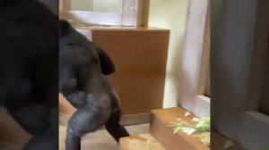 Горилла насмотрелся кинг конга