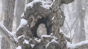 Instrumental Acoustic Indie Playlist / Chill Music & Celtic Music "Winter Owls" Open Road Folk Musi