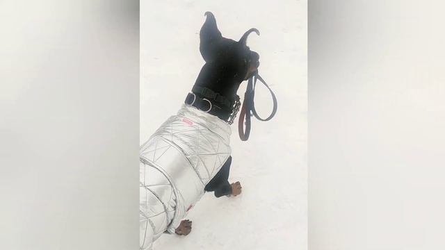 Доберман. Всё под контролем ? смотреть онлайн