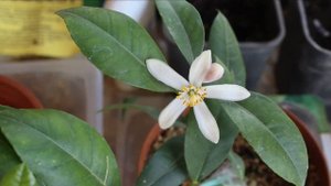 Мои цитрусята: кумкват Нагами, лиметта Россо, лимон вариегатный через месяц после покупки. Цветочки