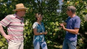 Тюльпановое дерево - это реально!