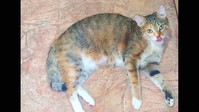 Вот это выбор🧐Любимая игрушка или желудок? Мася выбрала это ....Кошки / Приколы / Catlife / Животны смотреть онлайн