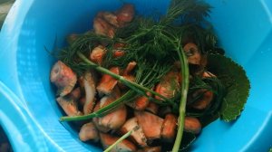 Как приготовить соленые рыжики на зиму - видео рецепт