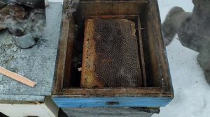 Пчёлы погнали расплод съели корма.Чем подкормить до облета.Спасаю пчёл канди  не хватило кормов!