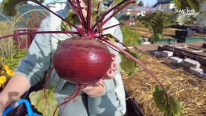 Свекла на зиму - собираем поздний урожай.  Как сохранить свеклу.