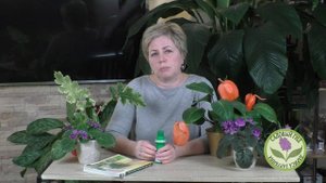 БОЛЕЗНИ И ВРЕДИТЕЛИ КОМНАТНЫХ РАСТЕНИЙ, МЕТОДЫ БОРЬБЫ С НИМИ! БОЛЬШОЙ ОБЗОР!