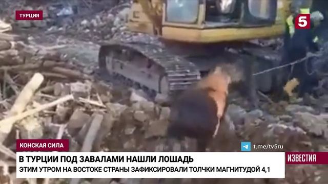 Лошадь достали живой из-под завалов через три недели после землетрясения в Турции