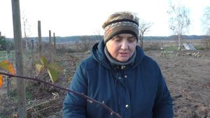 ЕЖЕВИКА - Мой Последний Уход За Кустами ПЕРЕД ЗИМОЙ. Фрукты-ягоды. Мой опыт.
