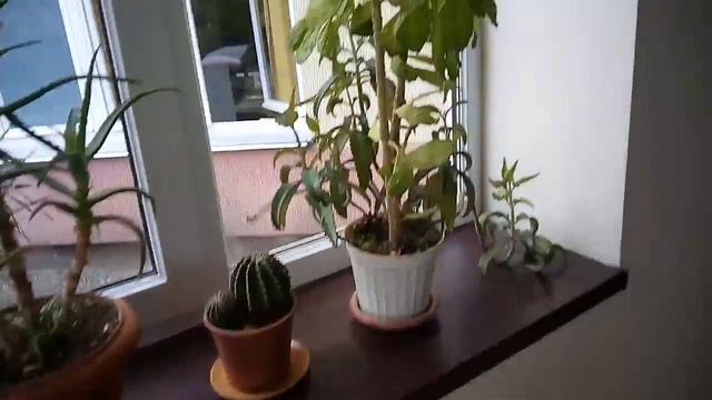 Предбанник Бассеина Санатория Киев! Крым Алушта! Симпотичный Попугайчик! Куча Цветов! смотреть онлайн