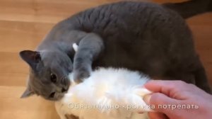 ЧТО ДЕЛАТЬ КОТУ ЦЕЛЫЙ ДЕНЬ? Британский кот / BRITISH CAT