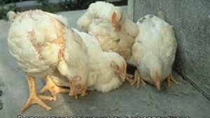 Болезнь Ньюкасла у кур