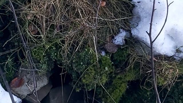 Wycieczka na Święty Krzyż i grzyby tuż przy drodze смотреть онлайн