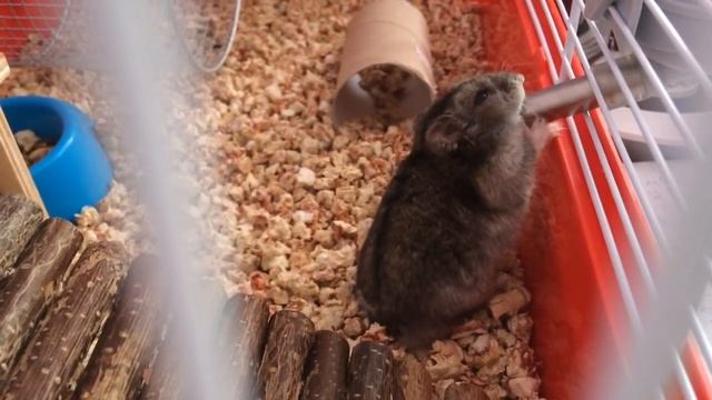 Питание хомяка | Чем кормить ?!
