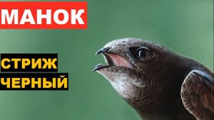 ?ГОЛОС (МАНОК) СТРИЖ ЧЕРНЫЙ - РАЗОЗЛИ ПТИЦУ!!! ЗАКЛЮЕТ!!!