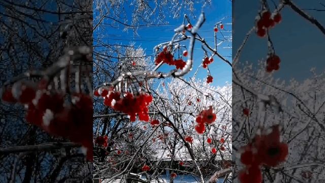 Мкртумян Нелли Сергеевна. Кусты и деревья в хрустальном плену.