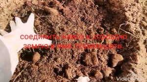 Простые правила посадки малины.Сорта: Карамелька,Краса России,Брянское диво,Беглянка,Ананасная Виго