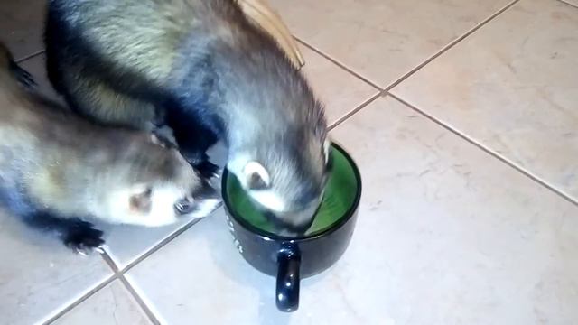 Наш вечер!Хорьки играют!После болезни! смотреть онлайн