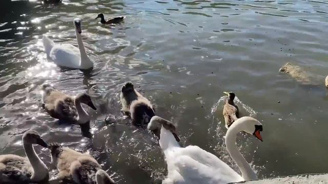 ВСЕ ДРУЗЬЯ СТАЛИ СВИДЕТЕЛЯМИ ЭТОГО ГРАНДИОЗНОГО ПОЗОРА. Жизненные истории и реальные аудио истории