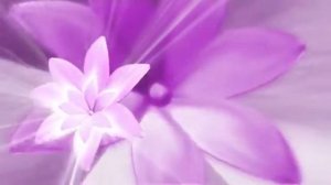 Футаж фиолетовый цветок