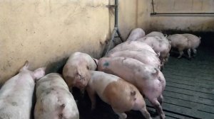 КУРС СВИНОВОДА. ВЫХОДНЫЕ Ч. 5 СВИНЬИ НА МЯСОКОМБИНАТ