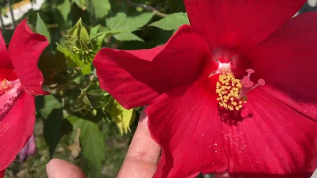 Красный гибискус у Чёрного моря🌺🧚🏻♀️🌺🧚🏻♀️🌺🧚🏻♀️ смотреть онлайн
