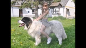 Dog riding Катание на собаках