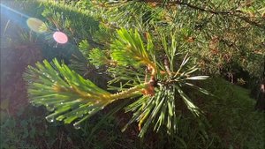 Как открыть бизнес на кедровых орехах. Как открыть и сколько можно заработать.