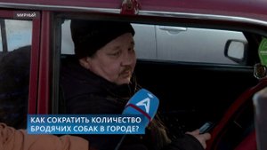 Как сократить количество бродячих собак в городе?