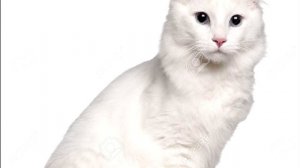 Порода кошек. Американский керл. Уникальная кошка,редкая и дорогая порода.