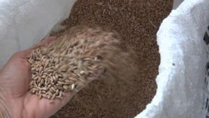 Мои индоутки. Корма и добавки. Первый опыт..))