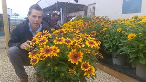 Rudbeckia Sunbeckia