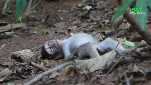 Pity macaque monkey passed away