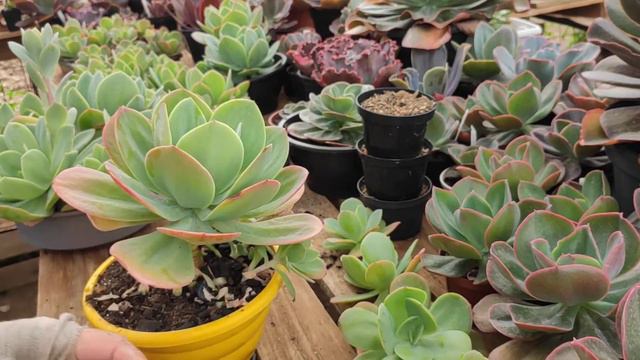 Vamos ver a diferença das Echeverias : Ecuador & Hakuhou? Cuidados e Dicas🌿 смотреть онлайн