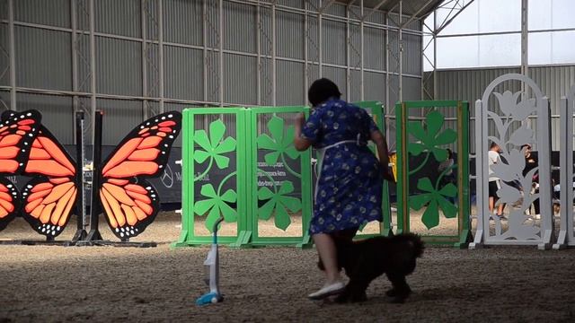 Макеева Татьяна и лаготто Трюфель - щенки 2 место смотреть онлайн