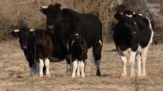 Самец гориллы никого к себе не подпускал и вел себя странно. Тогда сотрудники посмотрели на его рук смотреть онлайн