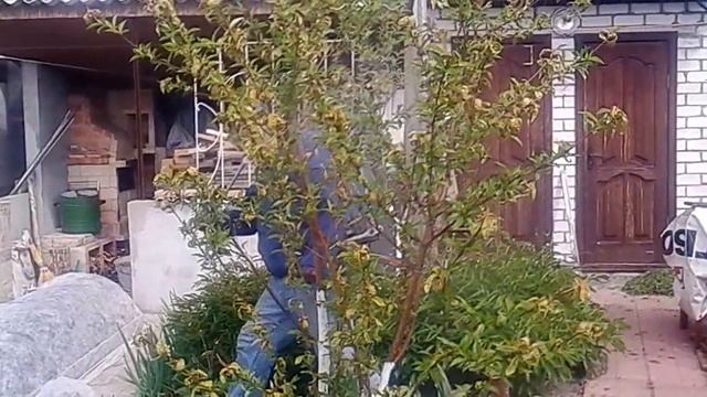 Обрызгивание персика бордосской смесью от курчавости2 смотреть онлайн