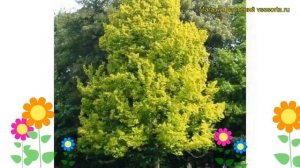 Вяз голландский Вредеи. Краткий обзор, описание характеристик ulmus x hollandica Wredei