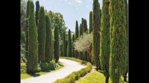 Гороскоп Друидов .  КАКОЕ ТЫ ДЕРЕВО ПО РОЖДЕНИЮ. Часть 1