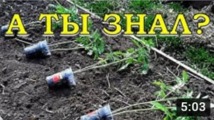 Высаживаем ТОМАТЫ лежа: новый ЭКСПЕРИМЕНТ???