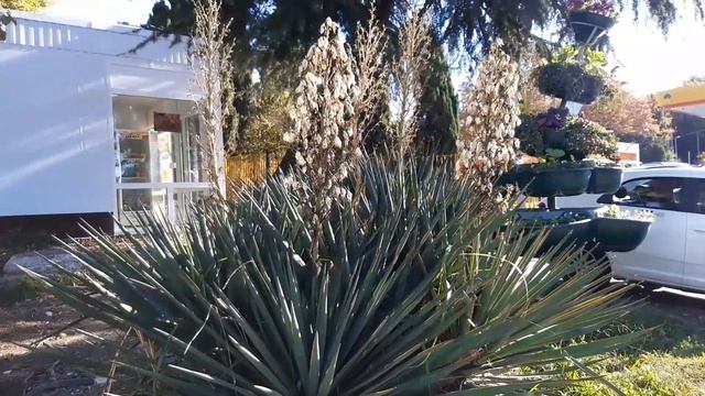 Адлер. Улица Ленина. смотреть онлайн